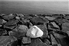 dailyPhoto9